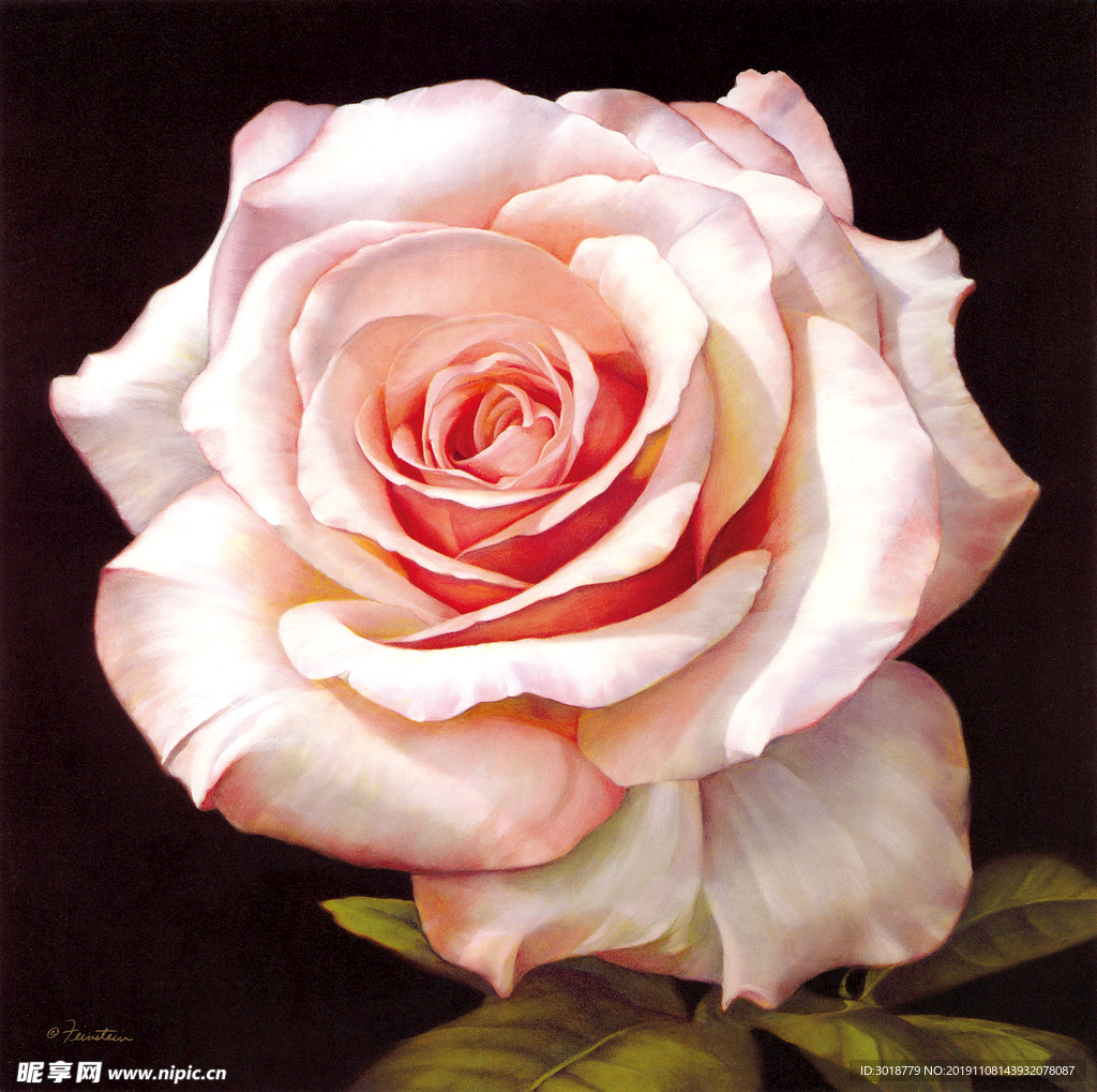 玫瑰花