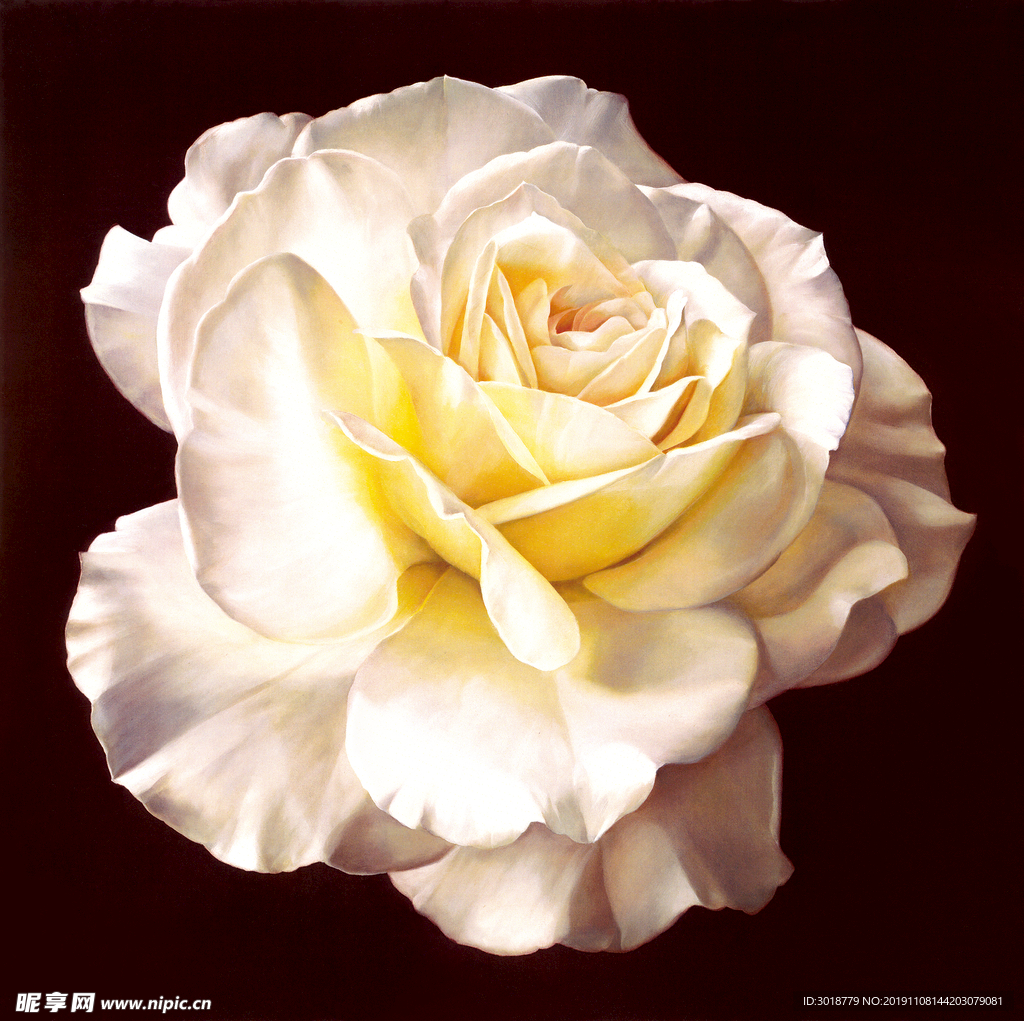 玫瑰花