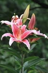 盛开的百合花