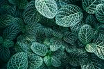植物