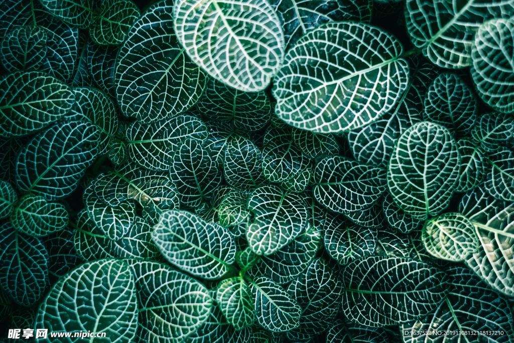 植物