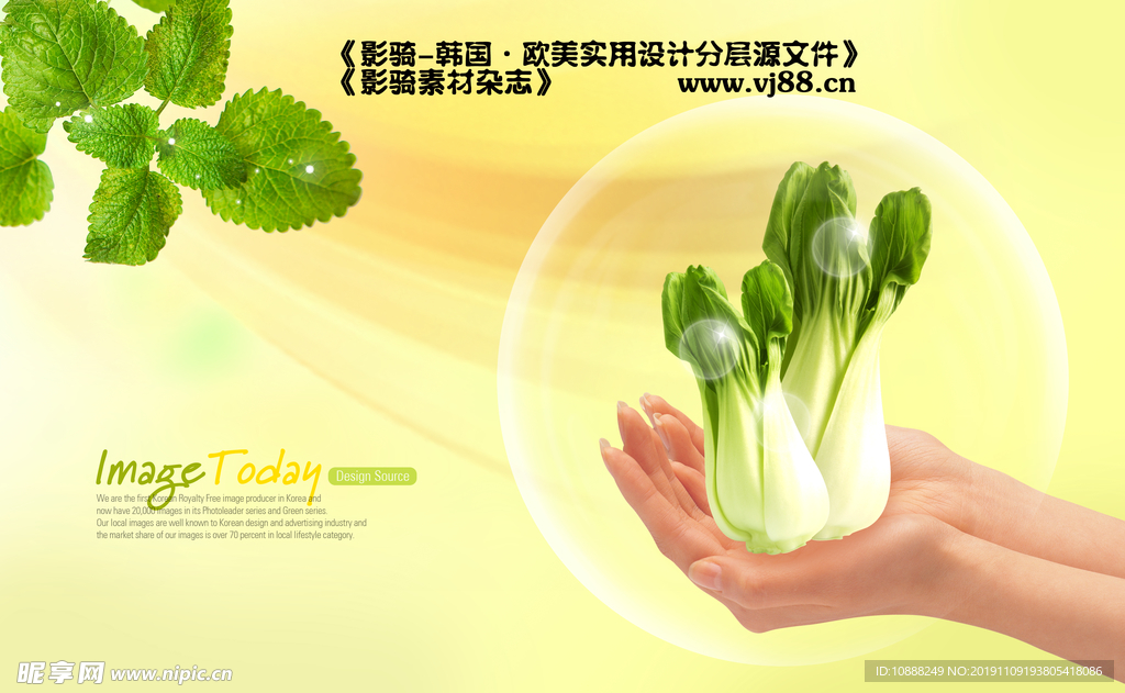 白菜