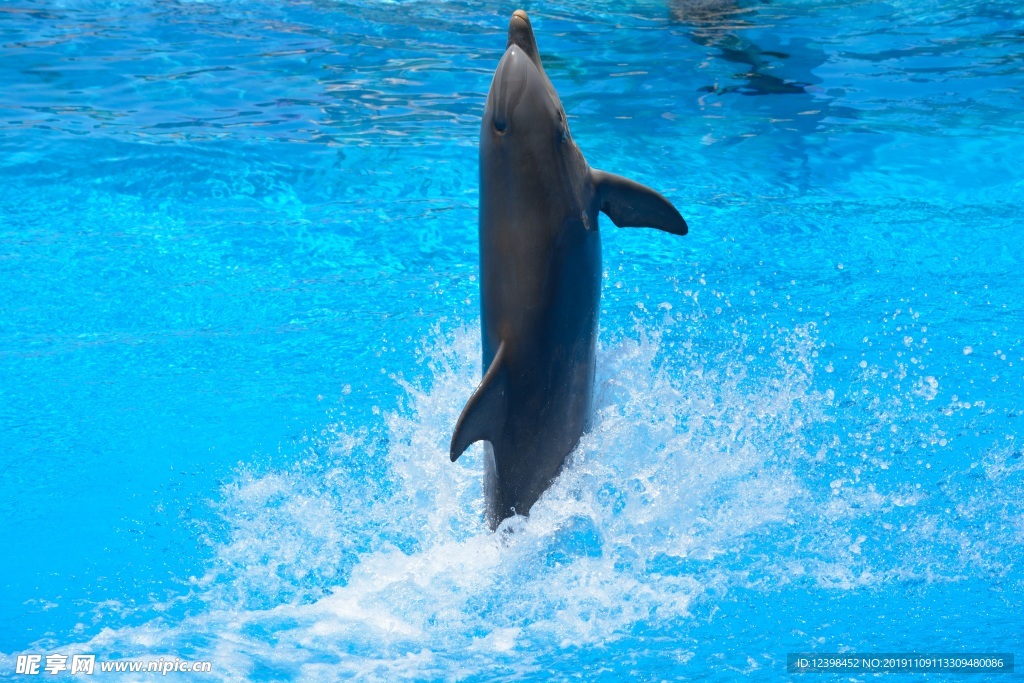 海豚