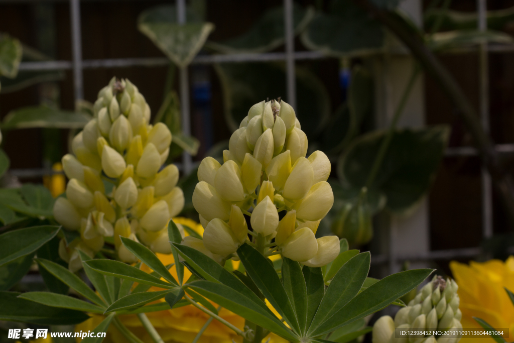 美丽的鲁冰花