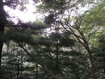 青山