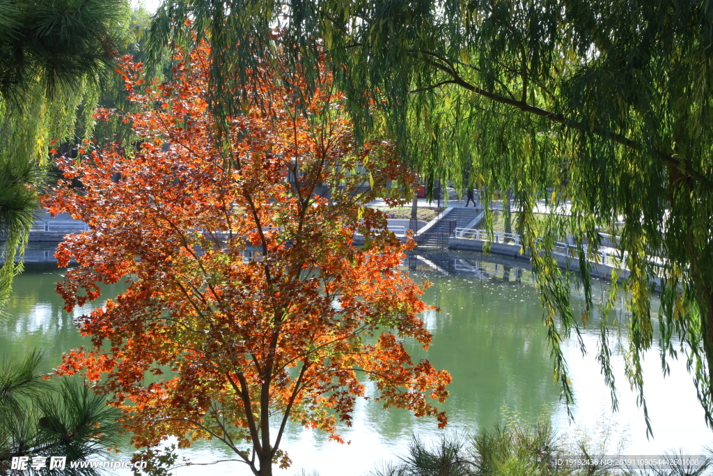 彩叶风景