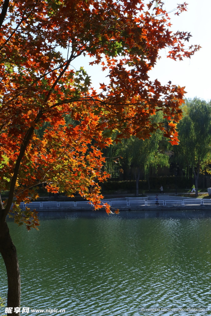 彩叶风景