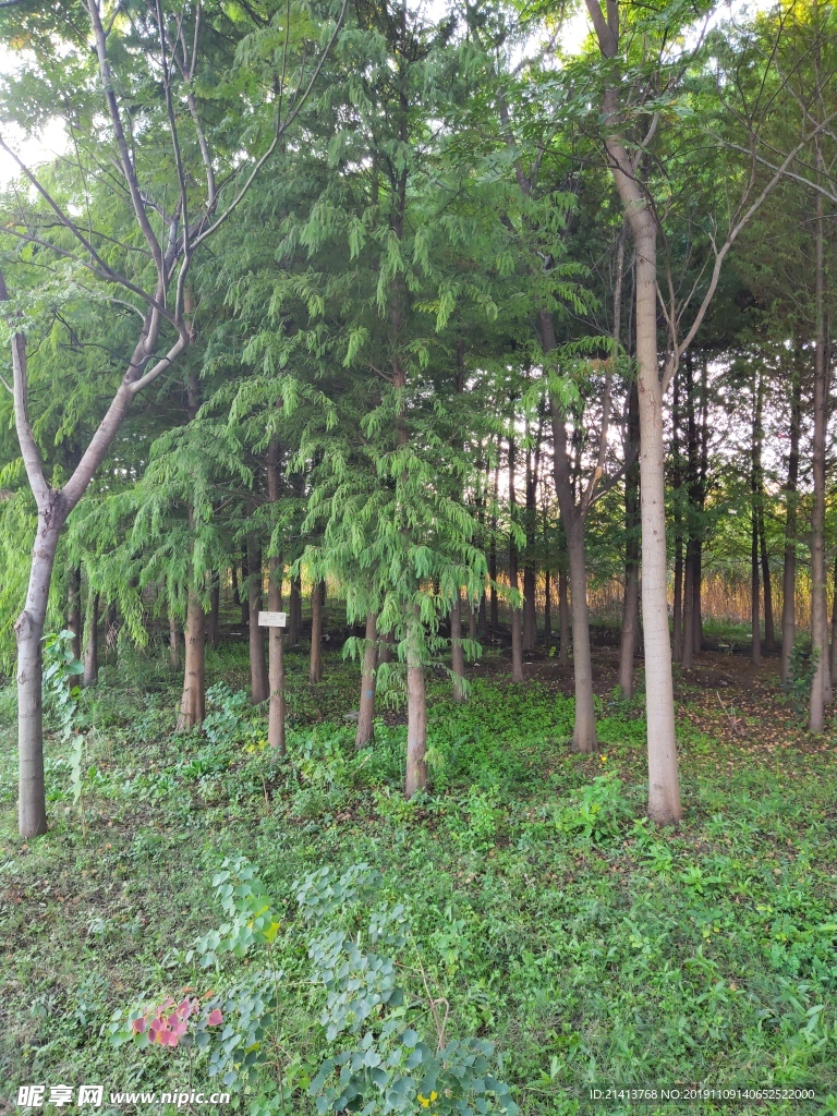 绿植植物树木