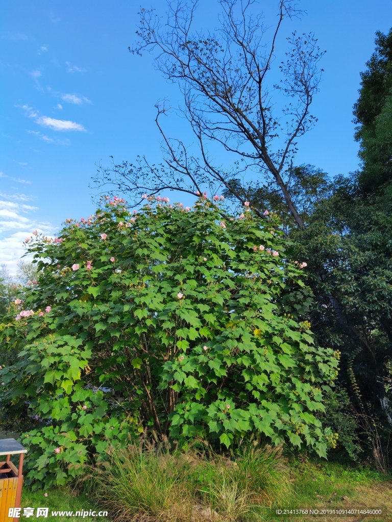 绿植植物树木