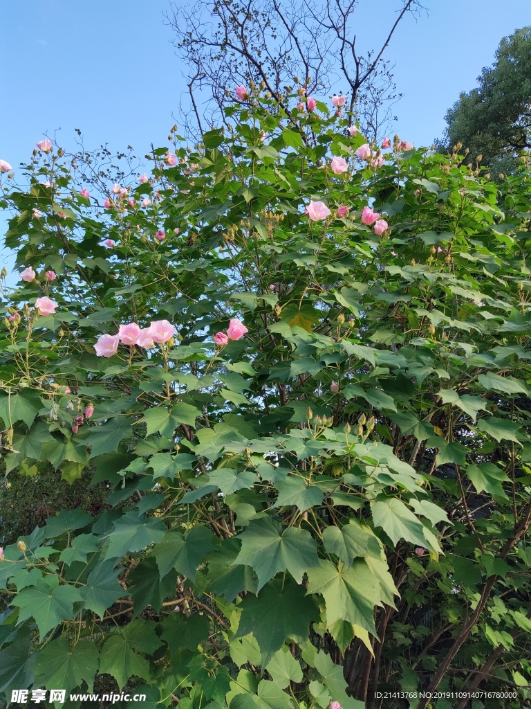绿植植物树木