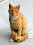 小猫