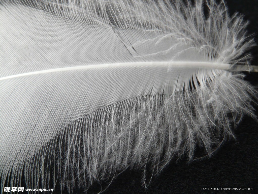 羽毛