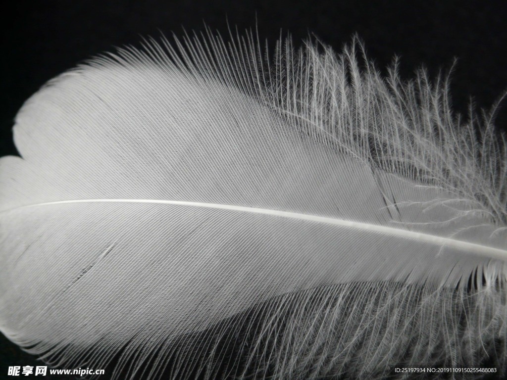 羽毛