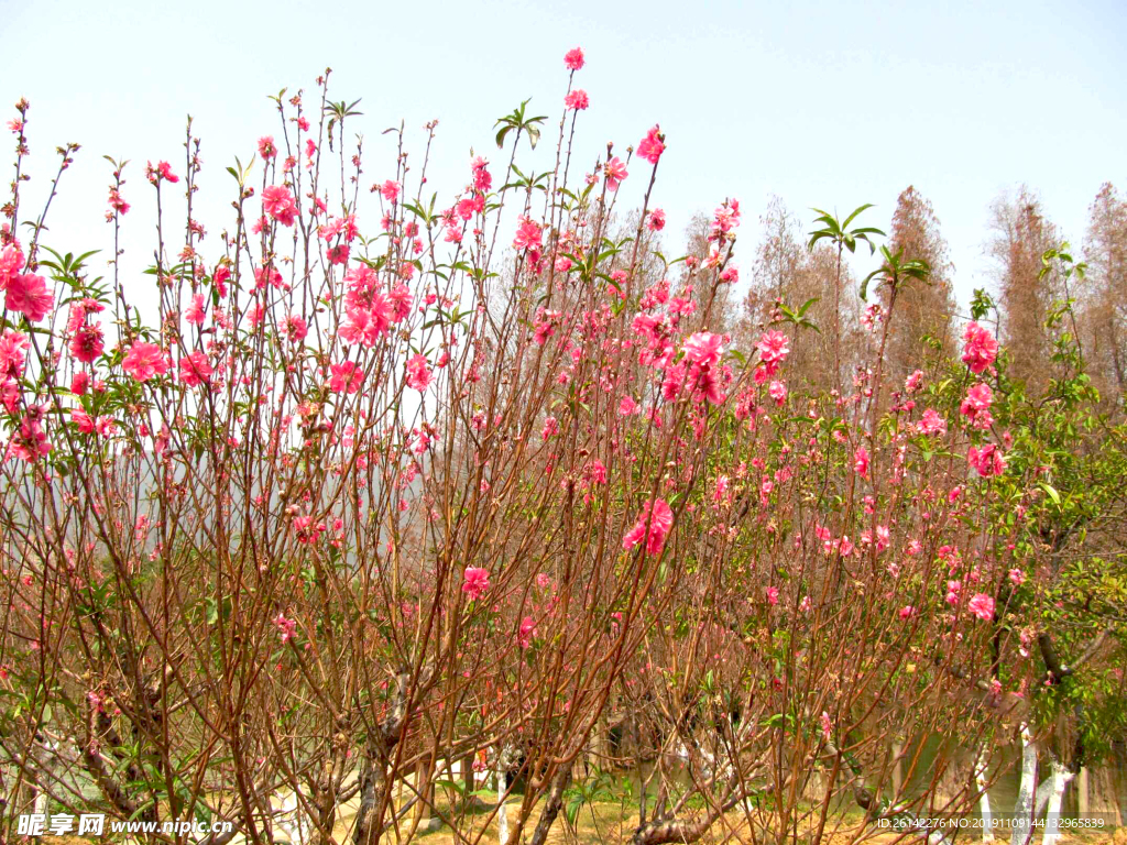 桃花树