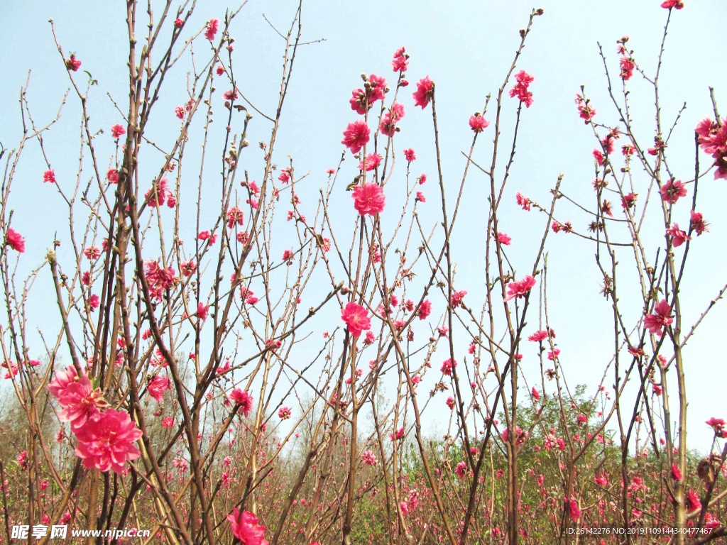 小桃花