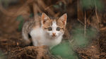 猫 宠物猫