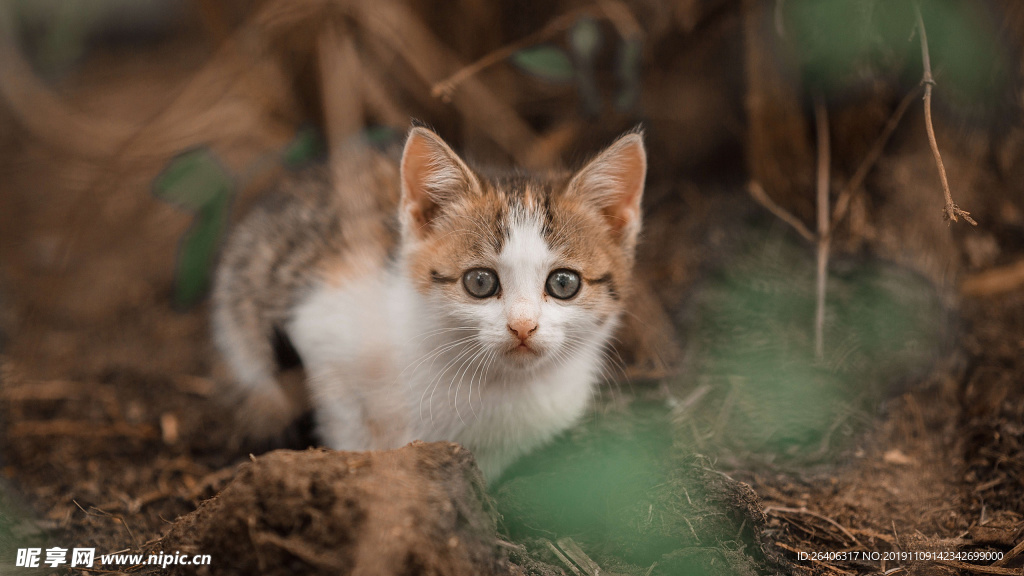 猫 宠物猫