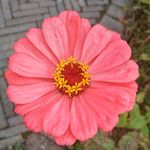 百日菊 百日草 装饰 花朵 秋