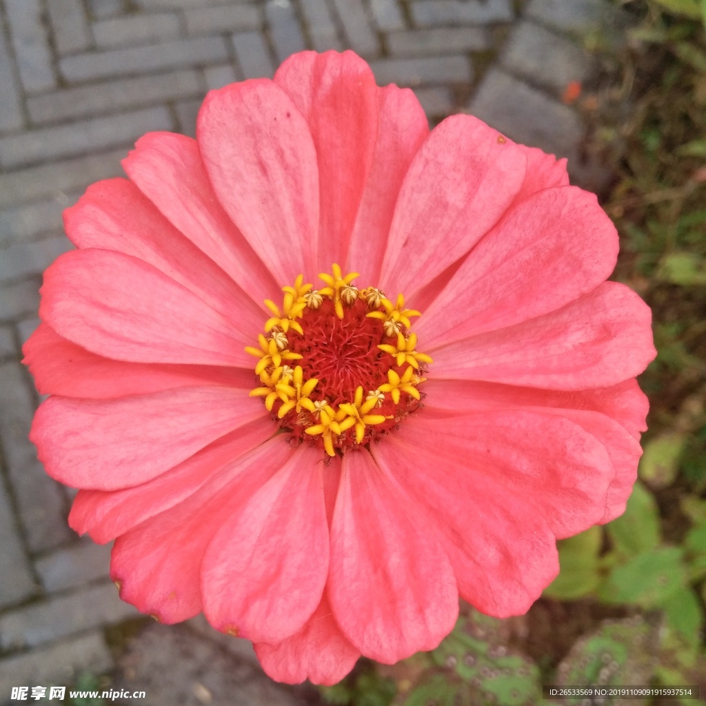 百日菊 百日草 装饰 花朵 秋