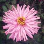 百日菊 百日草 装饰 花朵 秋