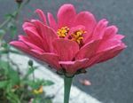 百日菊 百日草 装饰 花朵 秋