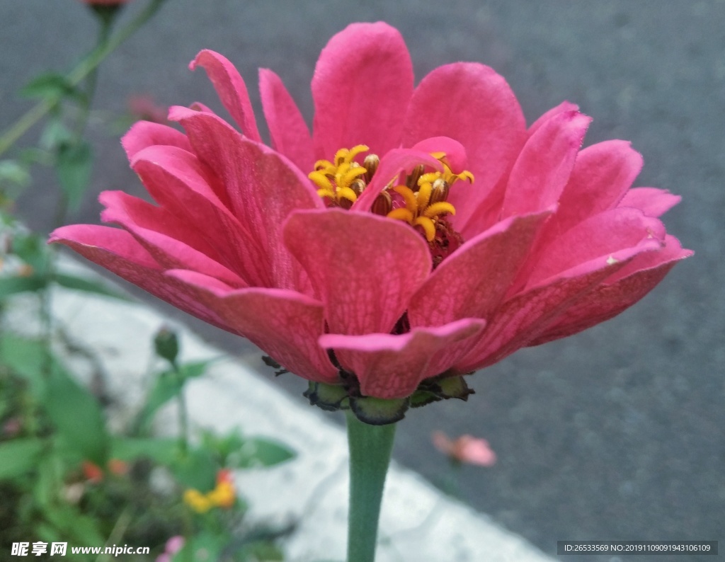 百日菊 百日草 装饰 花朵 秋