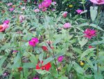 百日菊 百日草 装饰 花朵 秋
