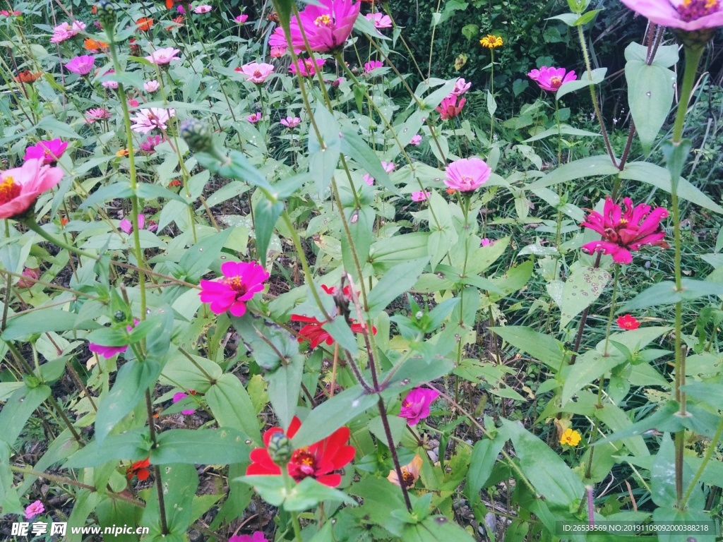 百日菊 百日草 装饰 花朵 秋