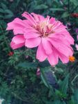 百日菊 百日草 装饰 花朵 秋