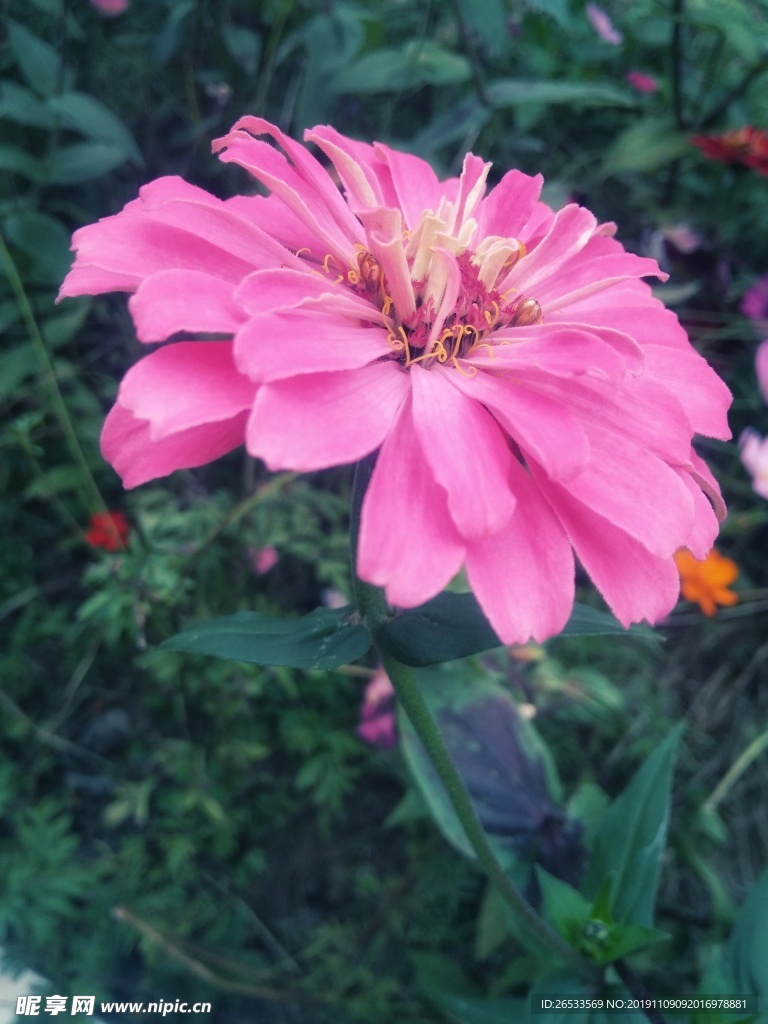 百日菊 百日草 装饰 花朵 秋