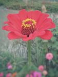 百日菊 百日草 装饰 花朵 秋