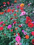 百日菊 百日草 装饰 花朵 秋