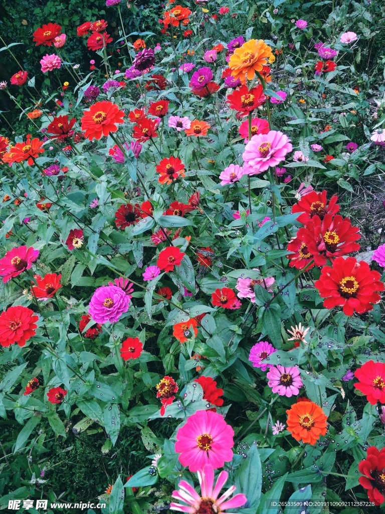 百日菊 百日草 装饰 花朵 秋