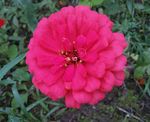 百日菊 百日草 装饰 红花 秋
