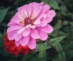 百日菊  百日草 装饰花 粉色