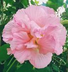 木芙蓉 华木 地芙蓉 拒霜花