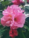 木芙蓉 华木 地芙蓉 拒霜花