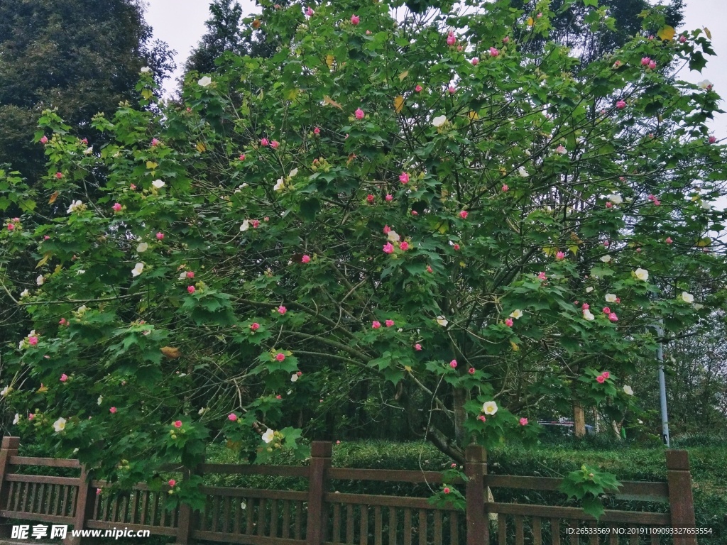 木芙蓉 华木 地芙蓉 拒霜花