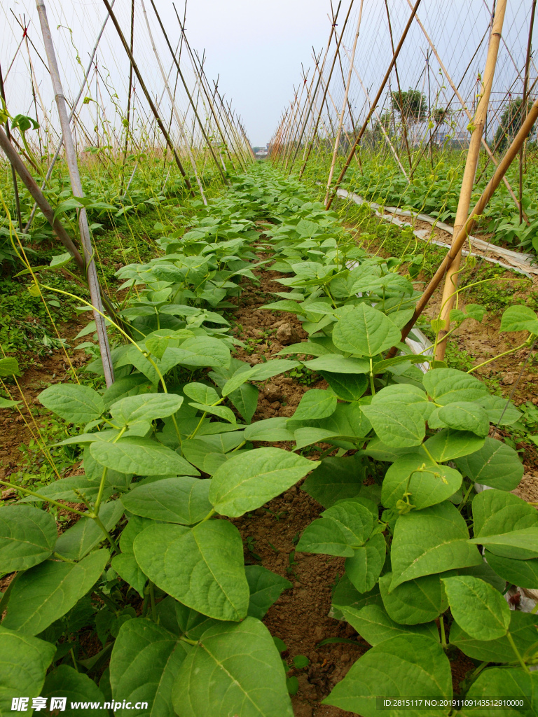 菜园种植基地 绿色蔬菜 豆角园