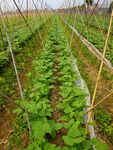 菜园种植基地 绿色蔬菜 豆角园