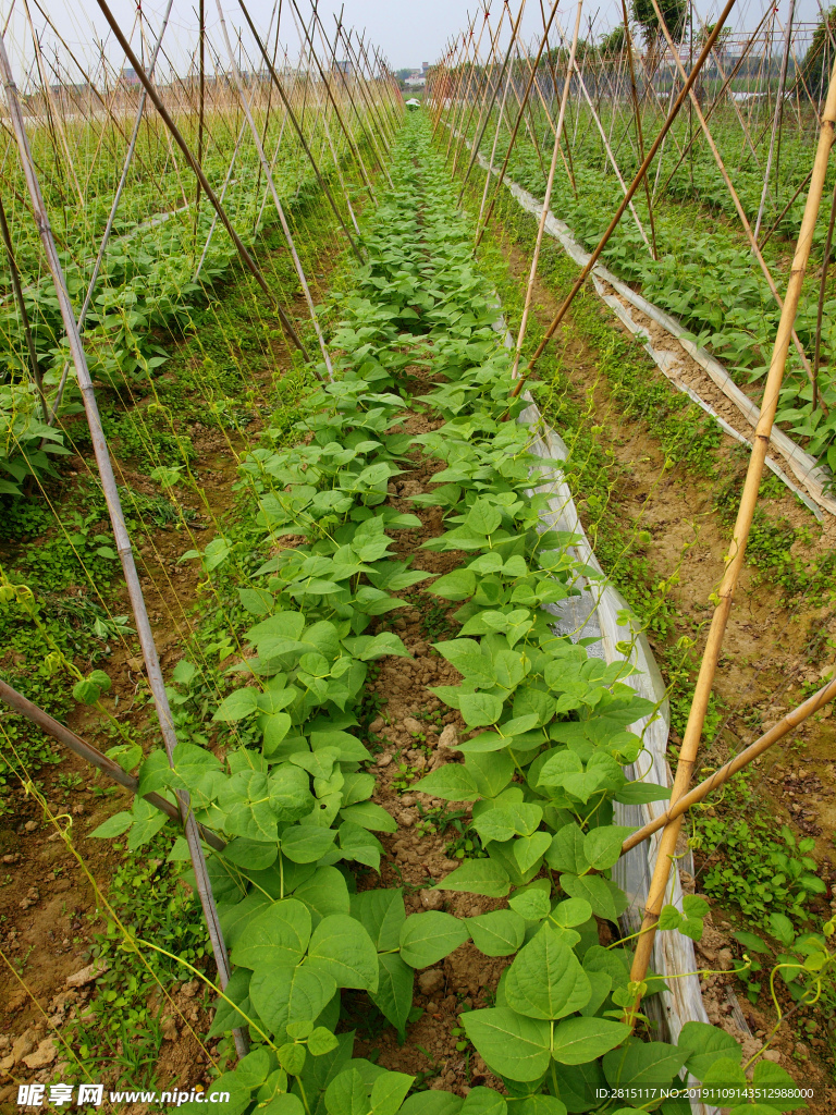 菜园种植基地 绿色蔬菜 豆角园