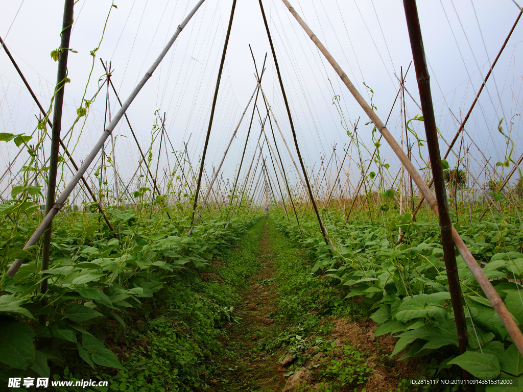 菜园种植基地 绿色蔬菜 豆角园