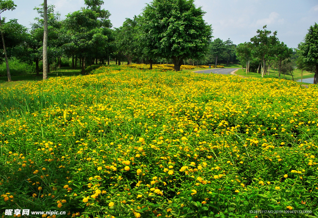 黄色的菊花 小花 野花 花海