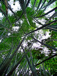 绿色竹海 竹林 山林 森林