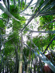 绿色竹海 竹林 山林 森林