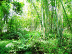 绿色竹海 竹林 山林 森林