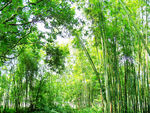 绿色竹海 竹林 山林 森林