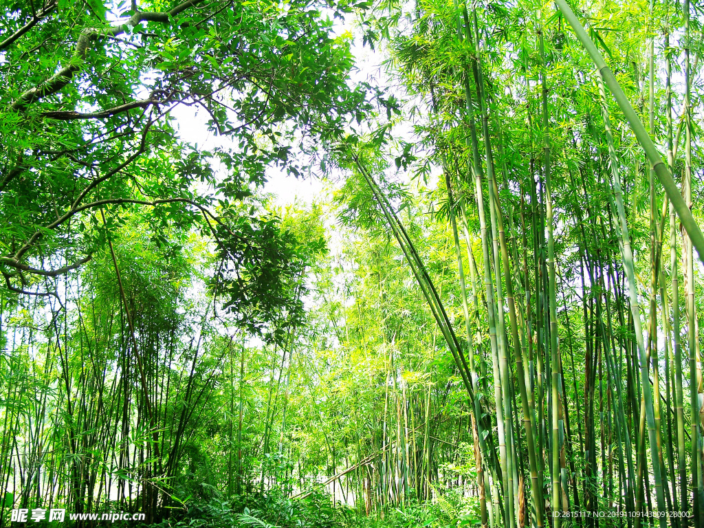 绿色竹海 竹林 山林 森林