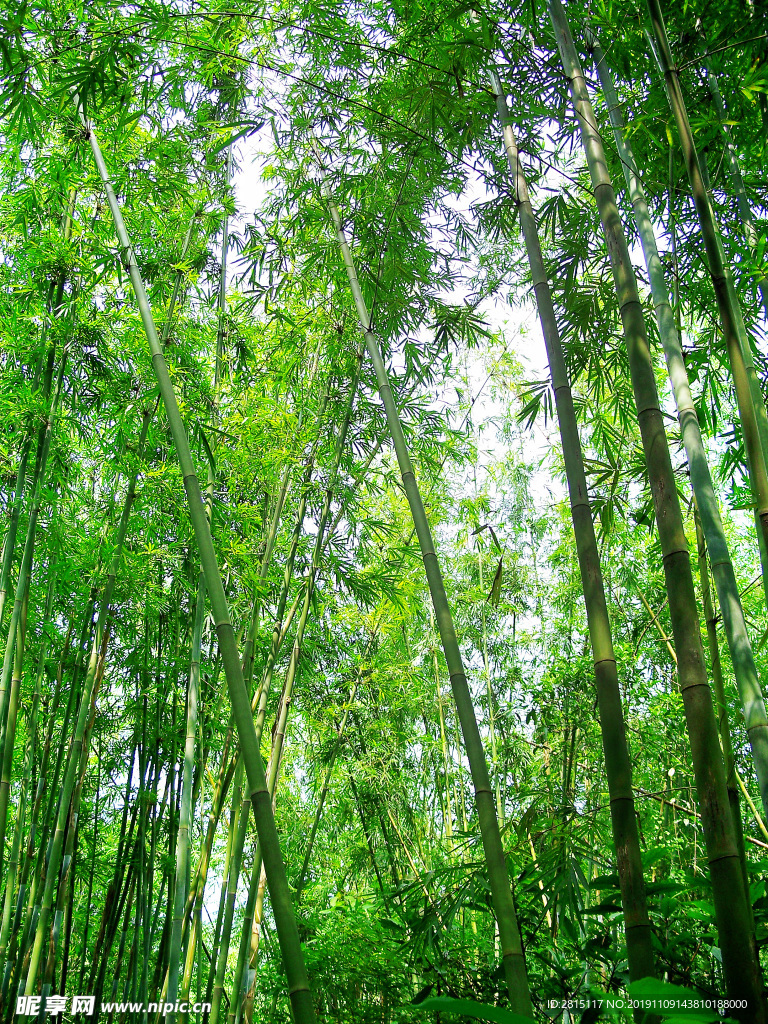 绿色竹海 竹林 山林 森林