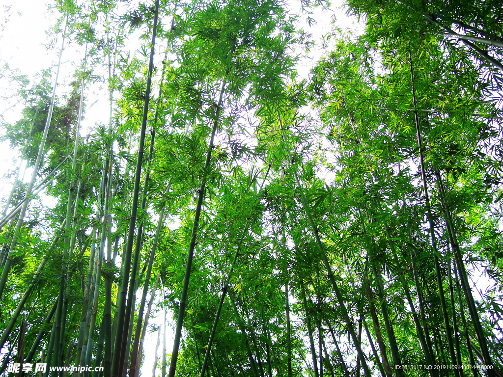 绿色竹海 竹林 山林 森林